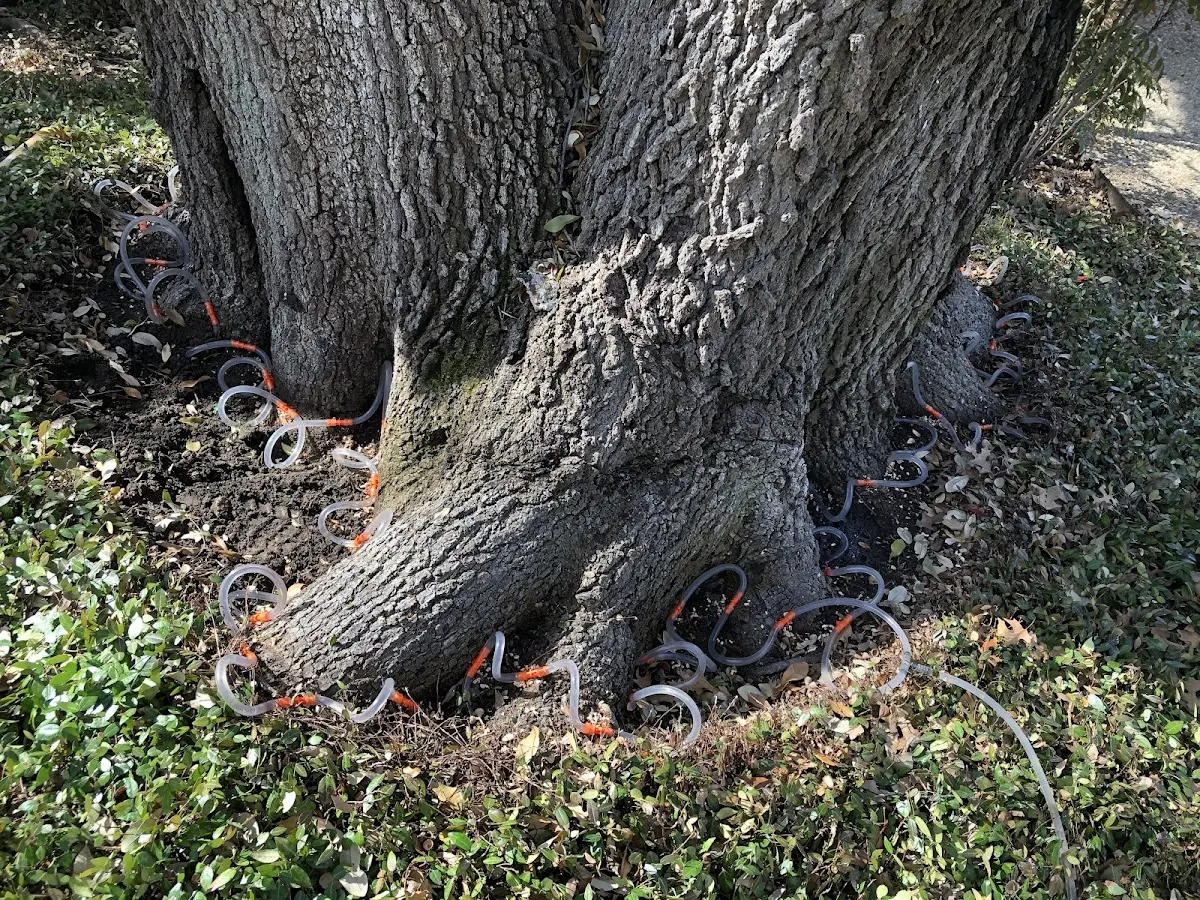 Detailed Tree Cabling and Bracing job site in Trout Creek