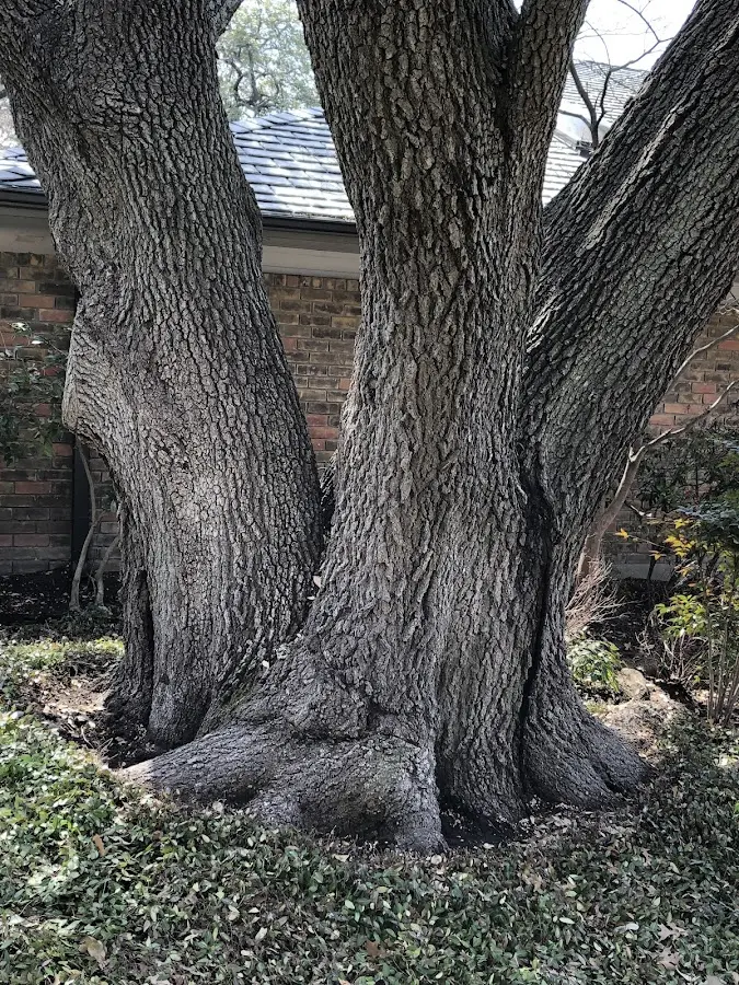 Mature heritage tree close to a Trout Creek property cared for by certified arborists
